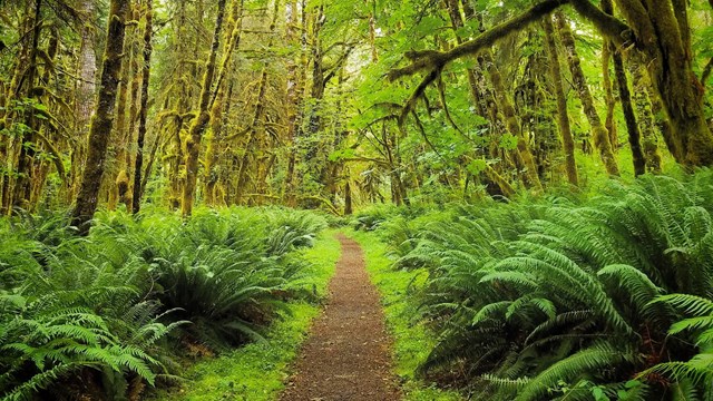 A trail leading through the Hoh Rain Forest.