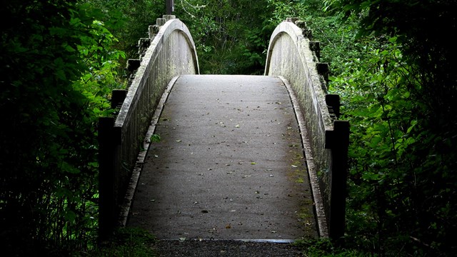 A curved bridge extends through a leafy green forest.