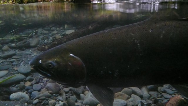 A female salmon swims underwater.