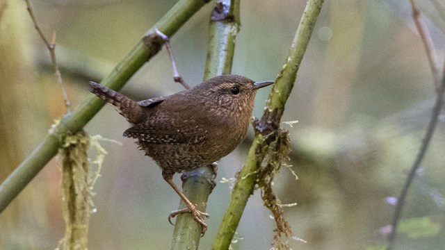 A small brown songbird perched on a mossy branch.
