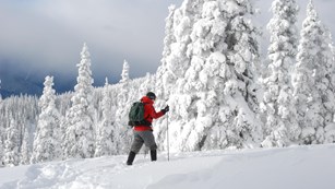 Cross country skier glides across a snow covered mountain meadow.