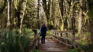 A person walks on a wooden boardwalk in a forest.