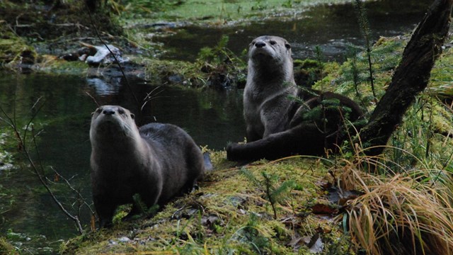 Two river otters sit on a mossy log in a stream.