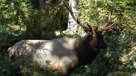 An elk in a forest.