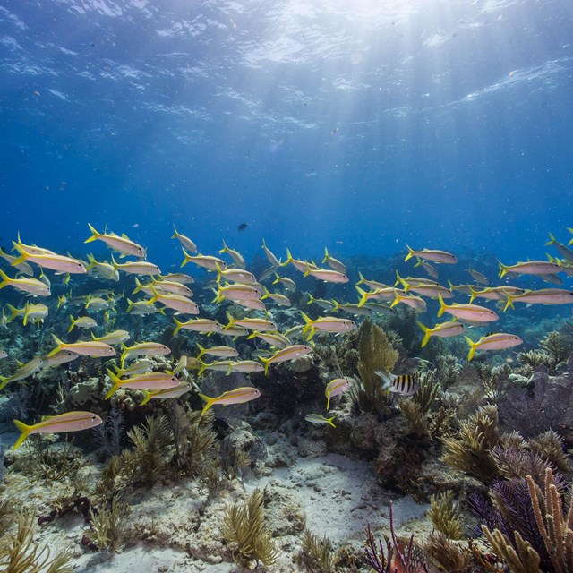 a school of fish swims through a coral reef