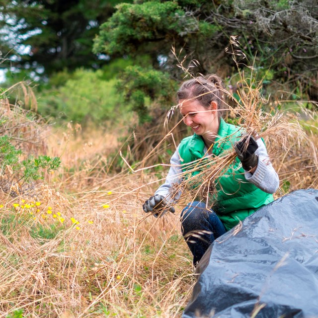 woman crouches in grassy area and puts pulled invasive species in a bag