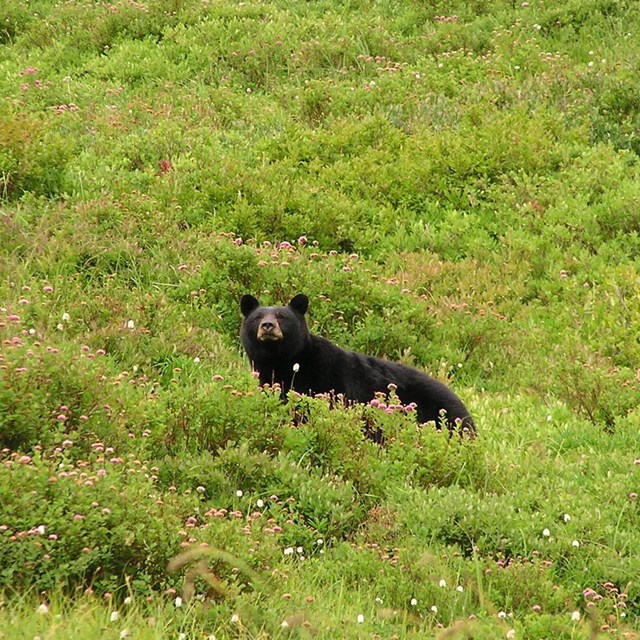 A black bear on a hillside covered in greenery and wildflowers.
