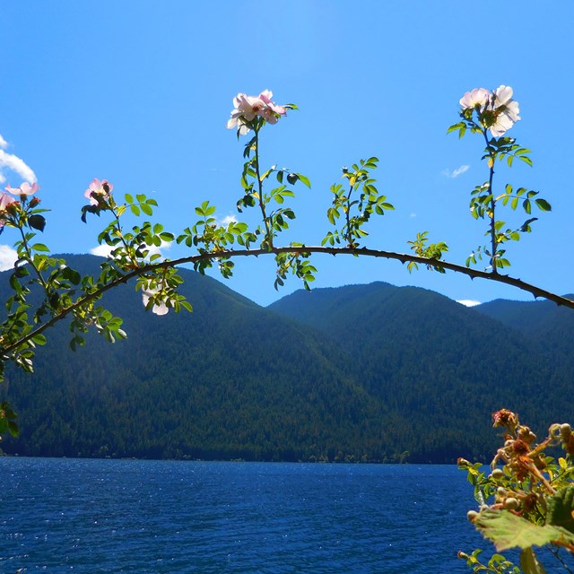 A branch of a rose bush in bloom bends across a view of a lake and mountains on a sunny day.