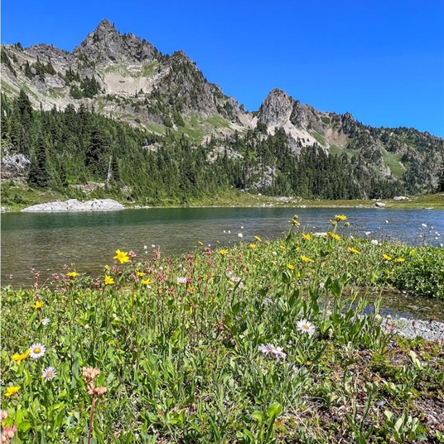 A bank of wildflowers gives way to a green mountain lake, with jagged peaks and blue sky beyond.