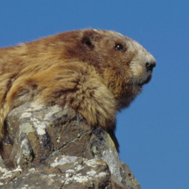 Marmot perched on a rock 