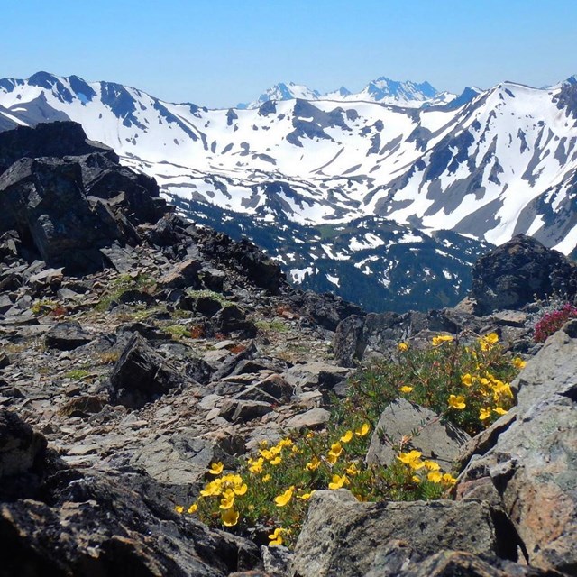 Mountains and yellow flowers.