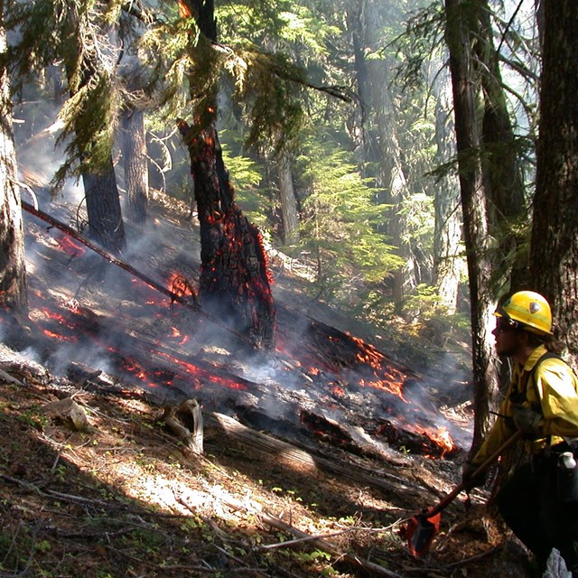 A firefighter in a hardhat near a forest with burning embers on the ground and in a tree trunk.