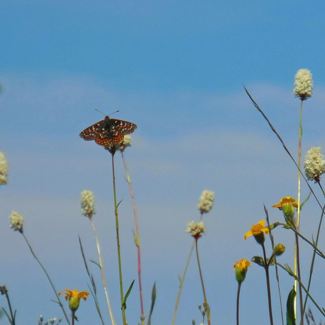 A small brown and orange butterfly rest on the stalk of a wildflower in a meadow.