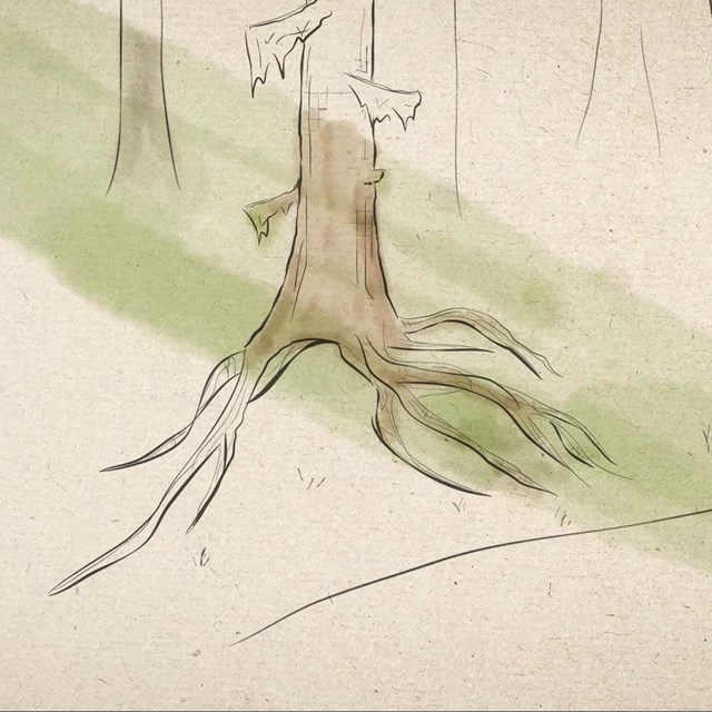 A drawing of a tree with roots spread wide, in black on art paper. A wash of watercolor.