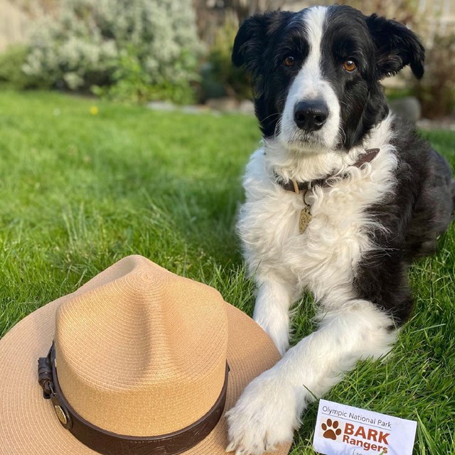 A black and white border collie posts with a park ranger flat hat.