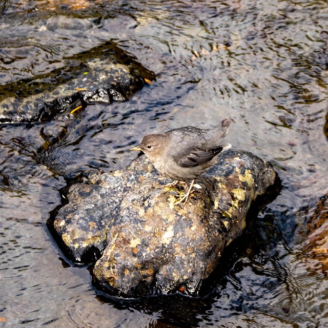 A small, grey-brown bird perches on a rock in a river.