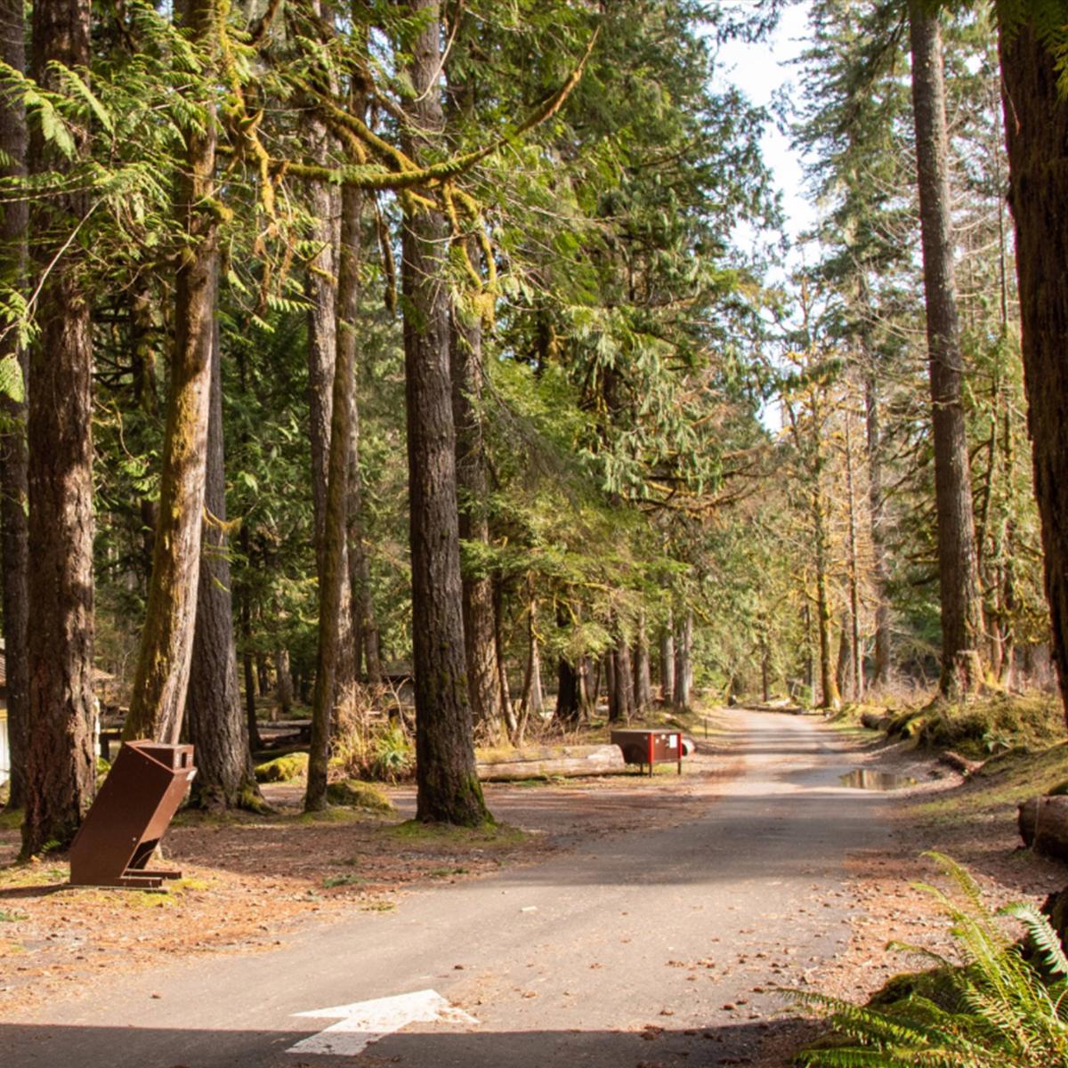 A sun-dappled road through tall trees