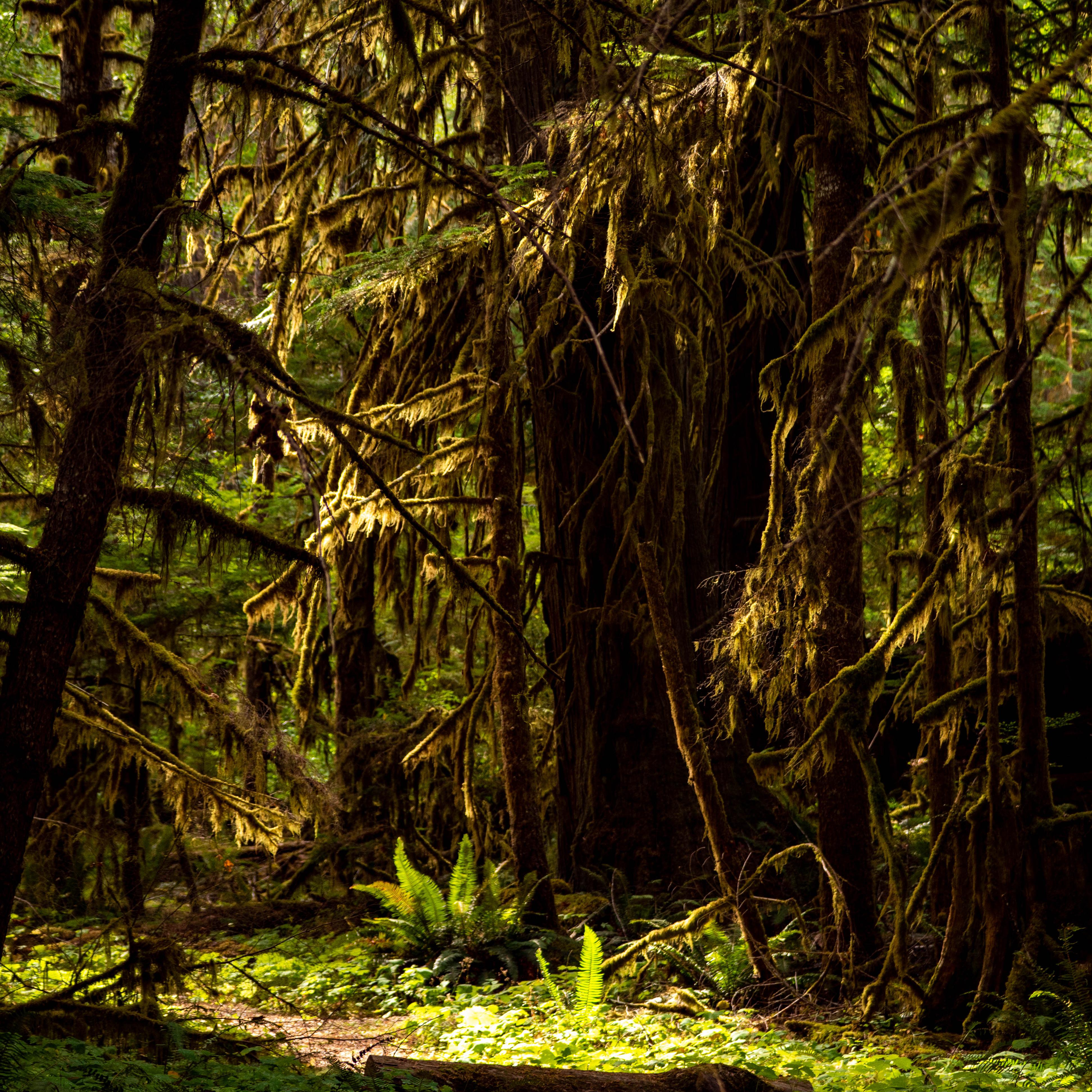 A beam of sunlight finds ferns and greenery on a mossy forest floor.