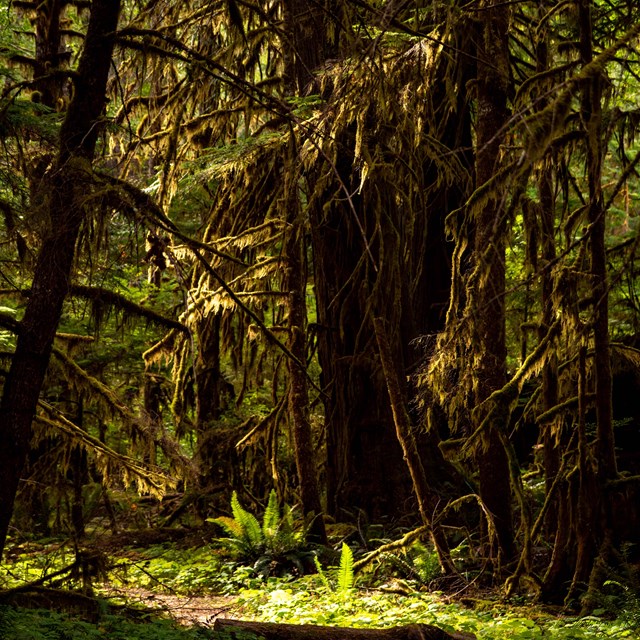 A beam of sunlight finds ferns and greenery on a mossy forest floor.