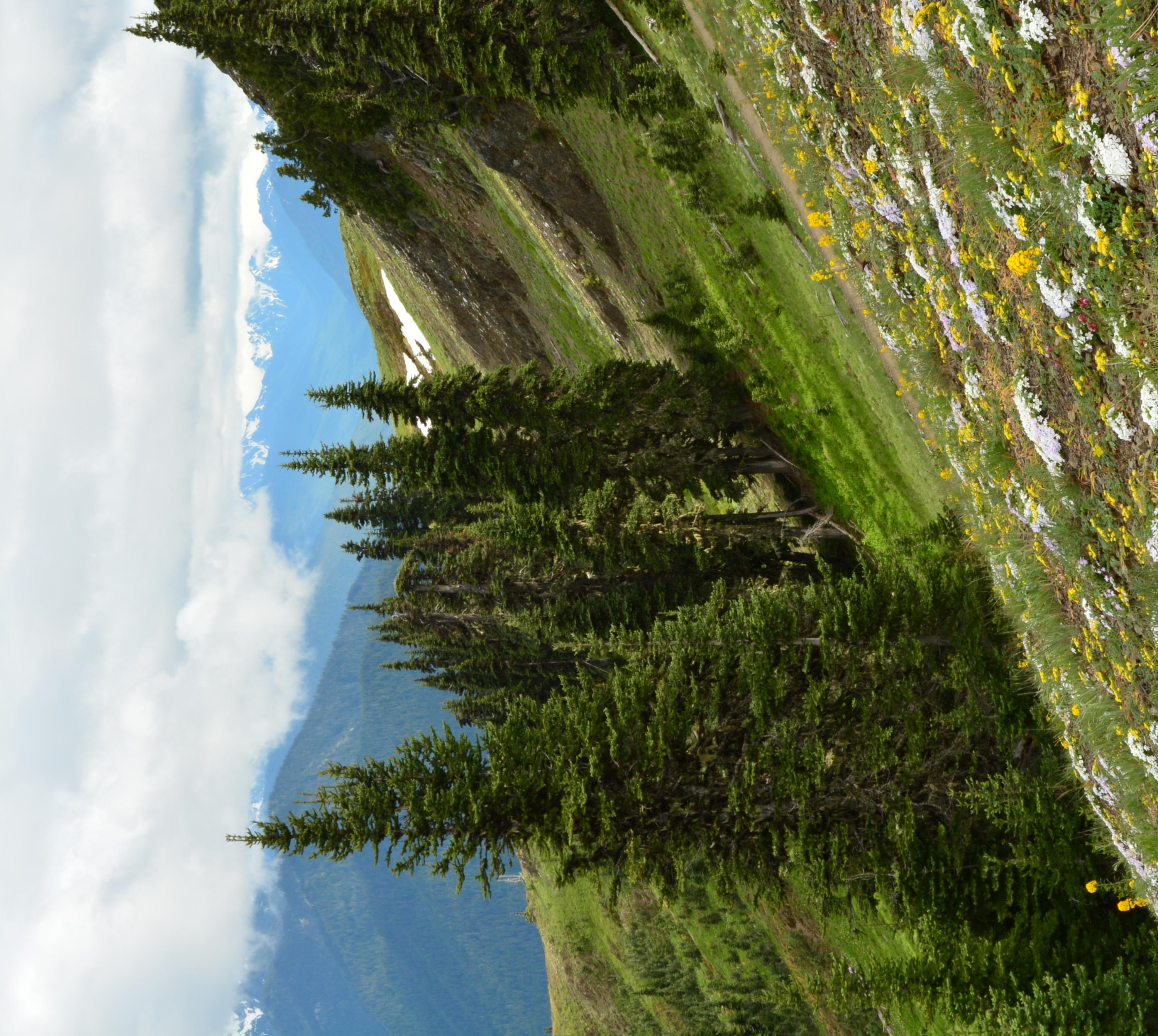 A mountainside with wildflowers, tall conifer trees in the background and blue panorama of snowy pea
