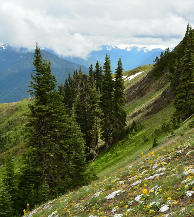 A mountainside with wildflowers, tall conifer trees in the background and blue panorama of snowy pea