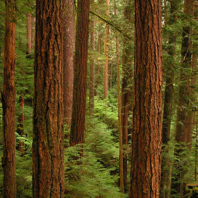 A forest of evergreen trees, some small, some much larger.