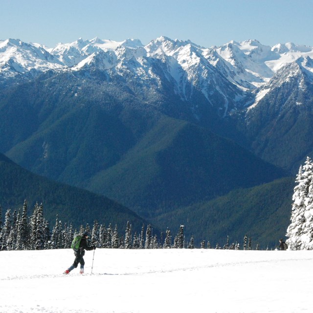 A cross-country skier travels across a snowy landscape with the Olympic Mountains in the distance.