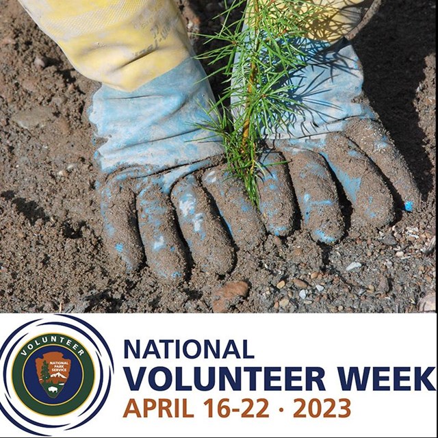 Gloved hands pack down the earth around a seedling. Text: National Volunteer Week April 16-22 2023.
