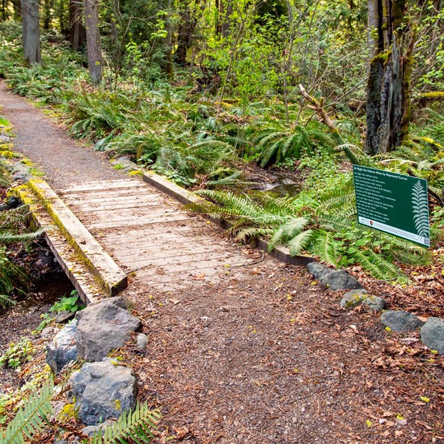 A green sign with text, not legible, alongside a forest path leading to a small wooden foot bridge.