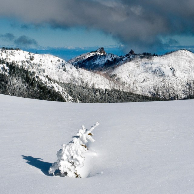 Winter at Hurricane Ridge