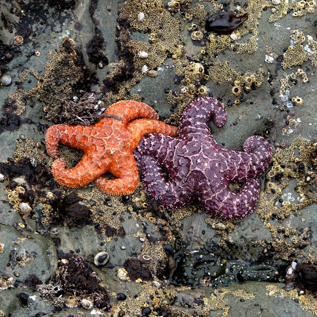 Two ochre sea stars on a rock.
