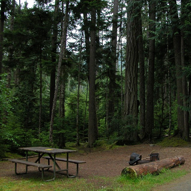 A campsite with a picnic table and fire ring among tall trees.