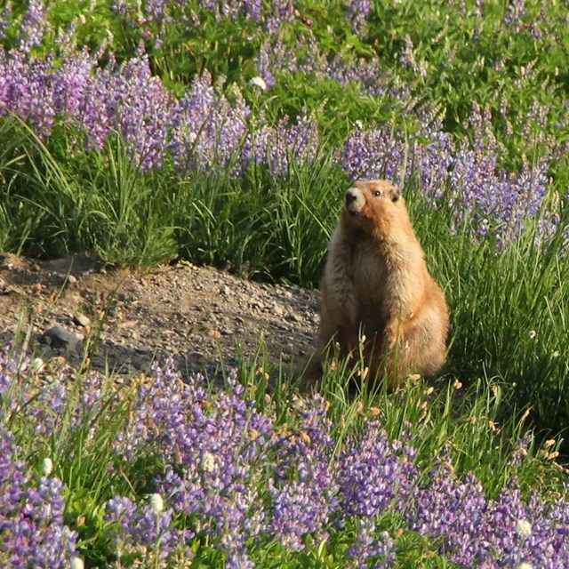 A marmot, a large furry rodent-like animal, sits upright on a hillside covered in purple wildflowers