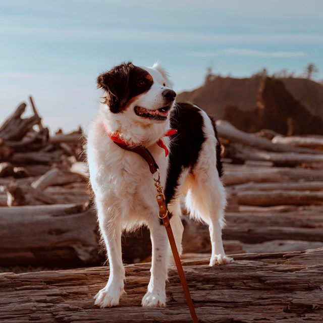 A black and white, medium-haired dog stands smiling on a log, a red leash attached to its collar.