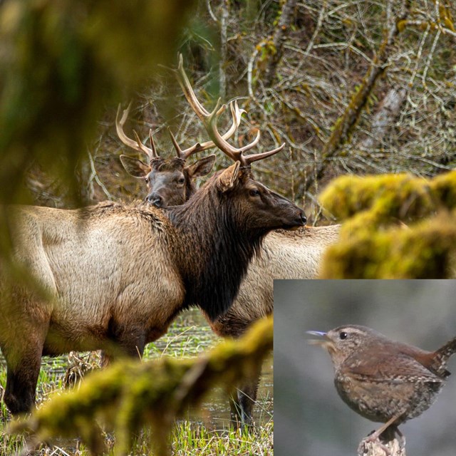 Photo of two elk with antlers in a mossy forest. Inset of a small brown songbird.