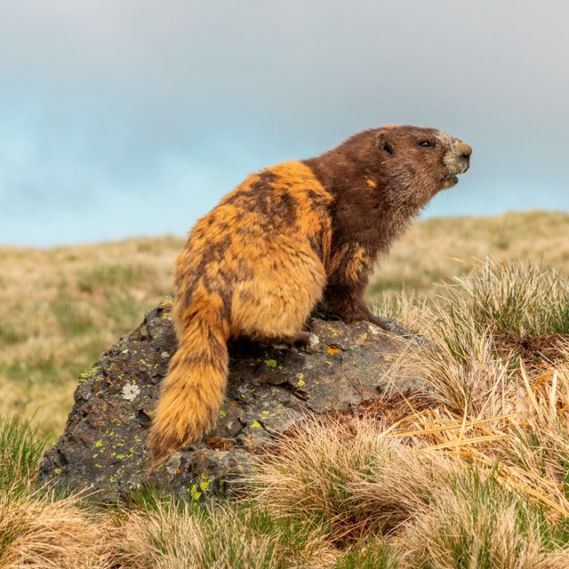 A brown and gold marmot perches on a rock in a meadow.