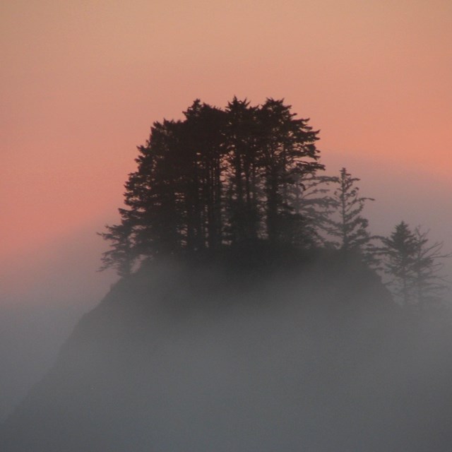 Fog gathers around a clump of trees during sunset.