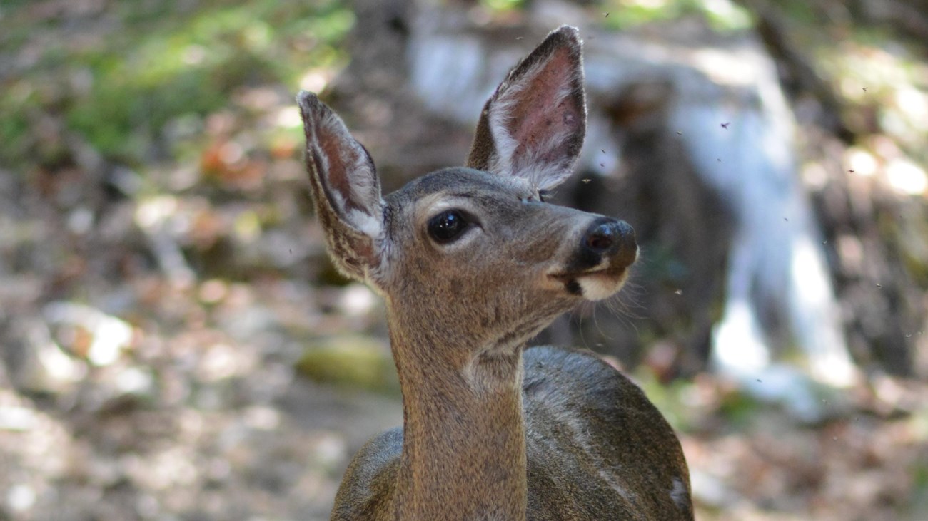 Close-up of the face of a Columbian black-tailed deer.