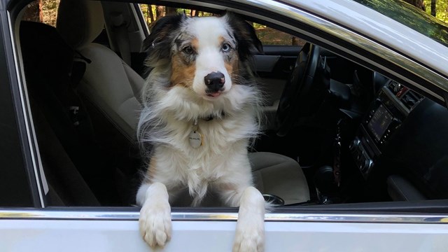 Dog looking out car window.