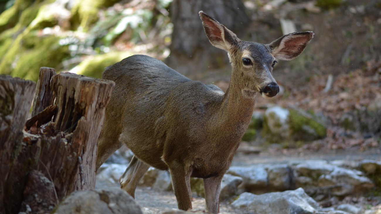 Colombian black-tailed deer walking down a path through the forest.