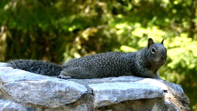 California ground squirrel on a stone post of a fence.