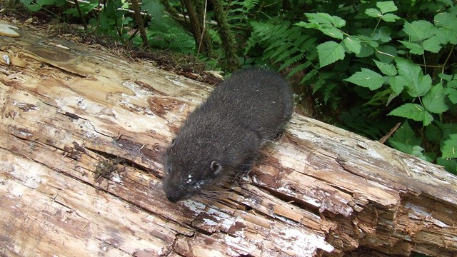 Mountain beaver sitting on a downed log.