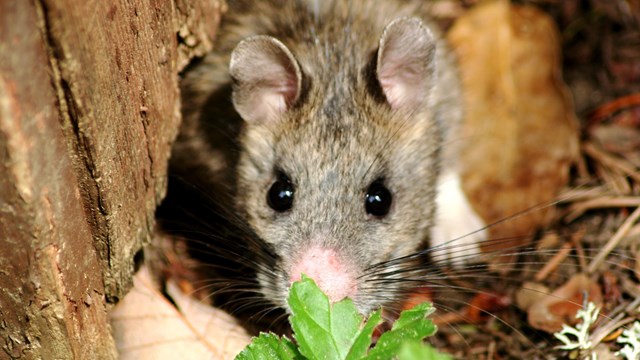 Bushy tailed wood rat hiding behind a leaf.