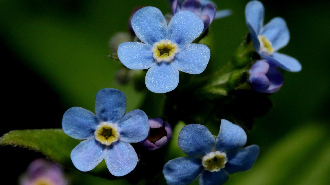 Flowers in Bigelow Meadow.