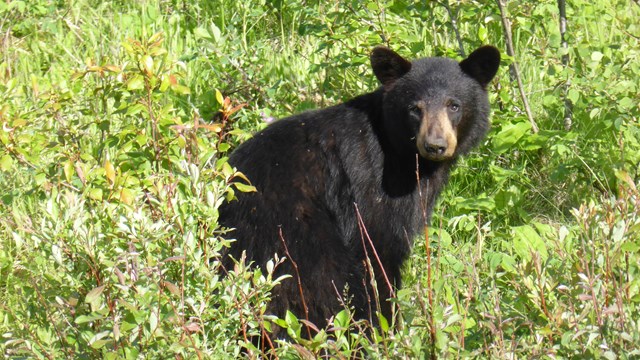 An American black bear walking among shrubs.