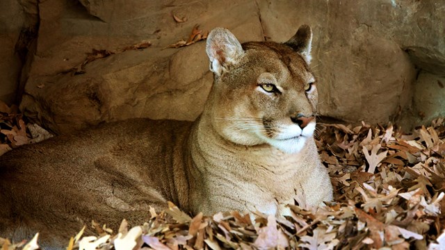 A cougar resting in fallen leaves in front of a tan stone wall.