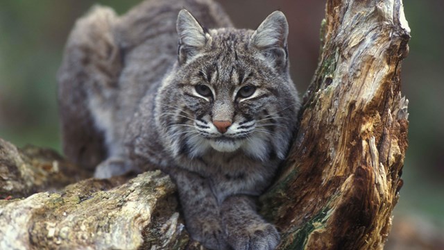 Bobcat sitting in a tree.