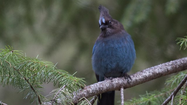 A Steller's jay on a tree branch
