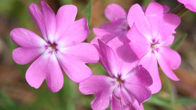 Phlox adsurgens (pink flowers)