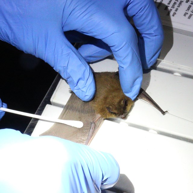 Bat being swabbed for fungus known as Pseudogymnoascus destructans.